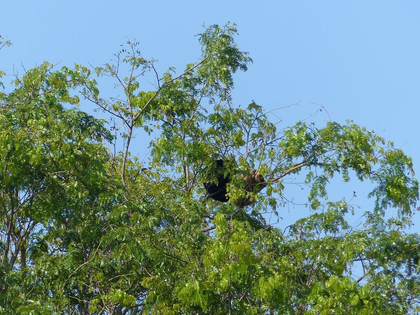 Brazil Pantanal River Cruise