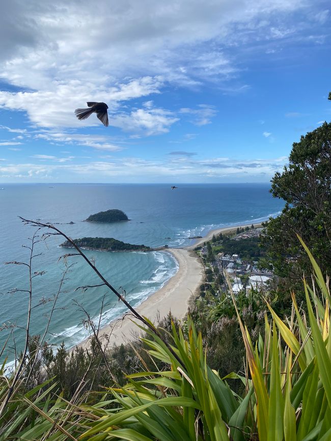 Bahía de Plenty