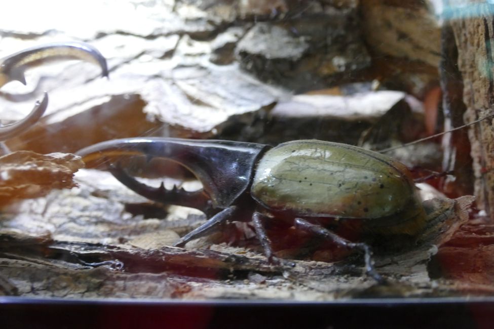 Seltene Tiere und Baumwipfelpfad im Dschungel, letzter Tag auf Guadeloupe
