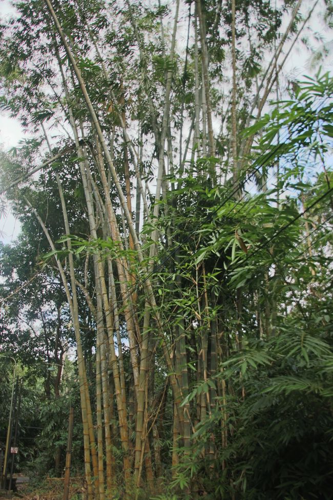 Etiqueta 13: Cocina Balinesa