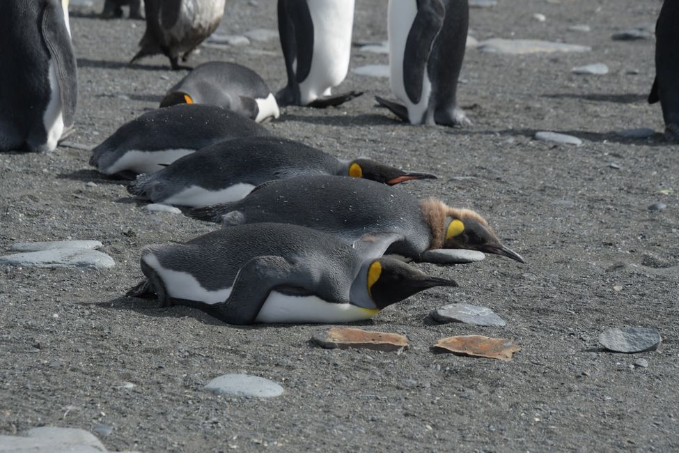 Königspinguine / King penguins