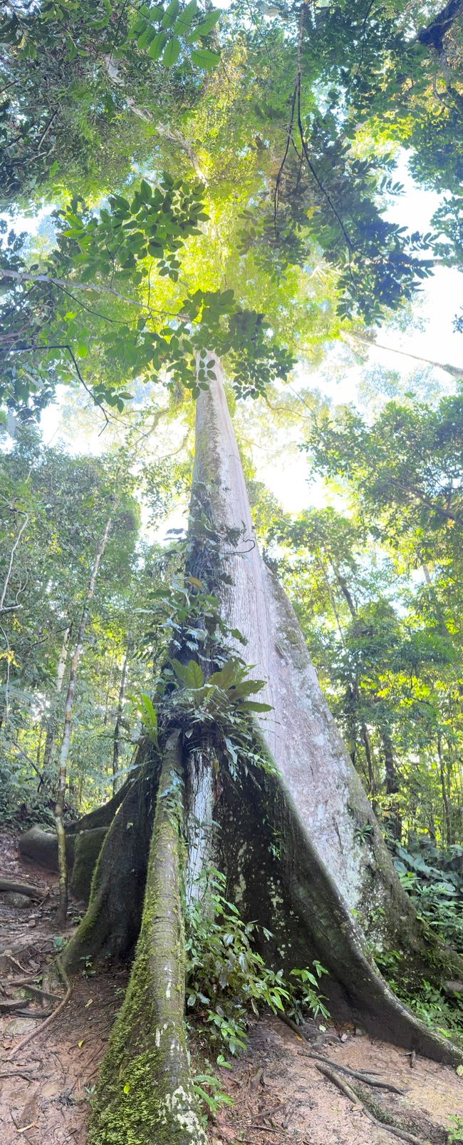 Parque National de Manu