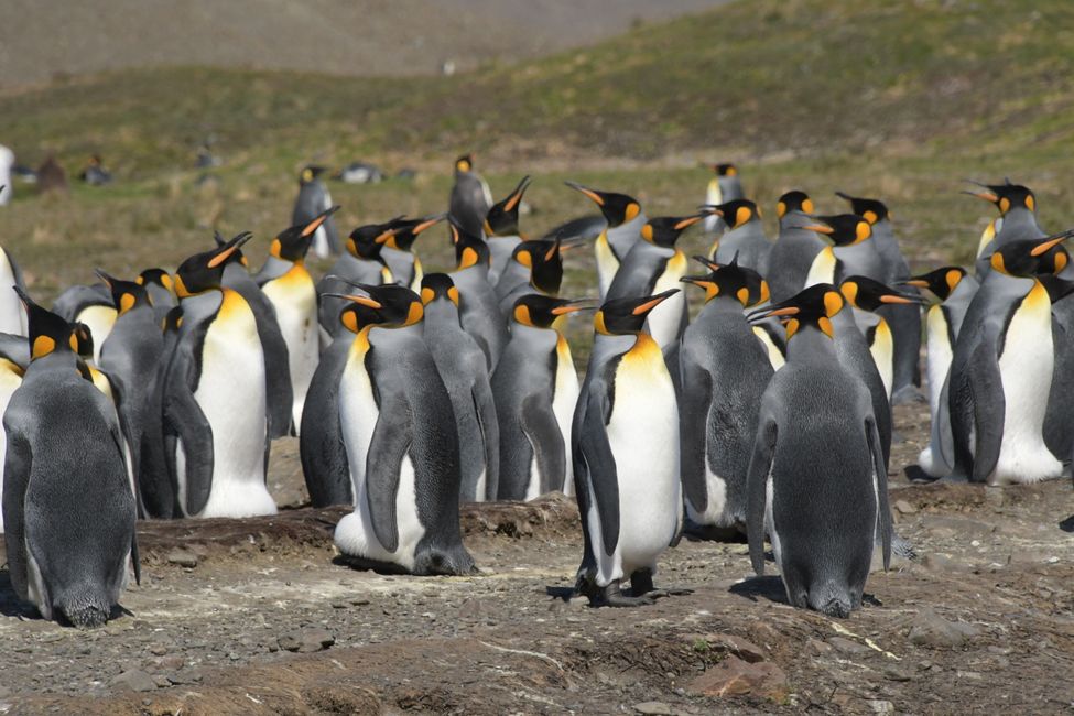 Königspinguine / King penguins