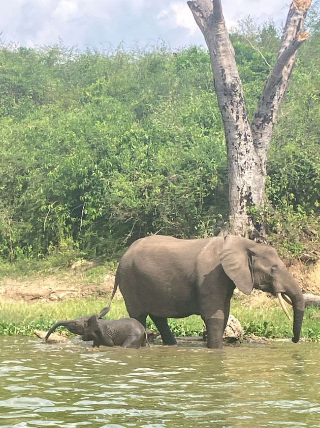 Queen Elizabeth Nationalpark