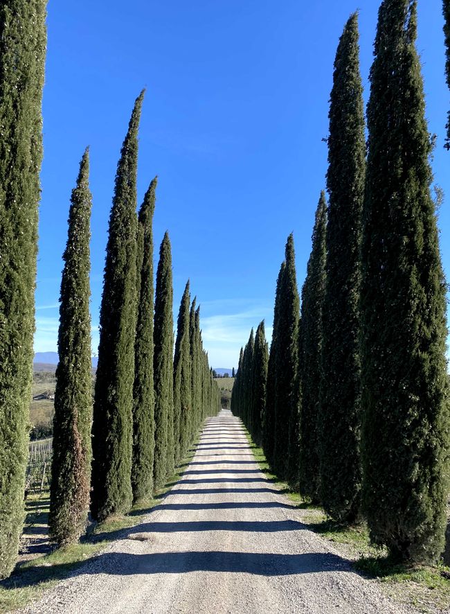 Tuscany Tour - Stop 3: Wine Tasting in Montalcino
