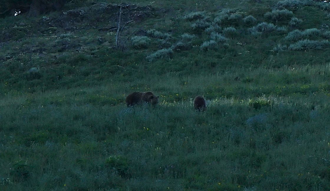 Grizzly-Bären