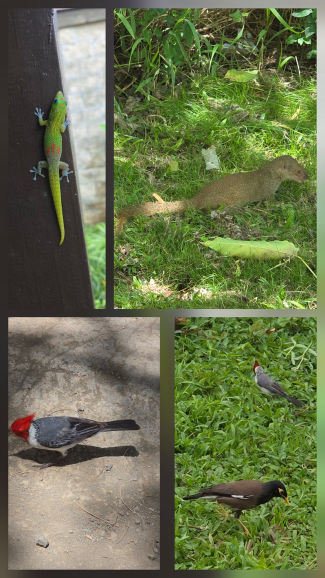 Animali