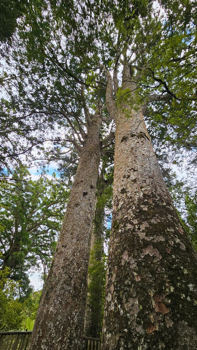 Hahei - The 309 Road - Coromandel