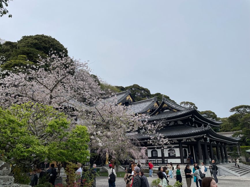 Kamakura-Freitag-11.04.25