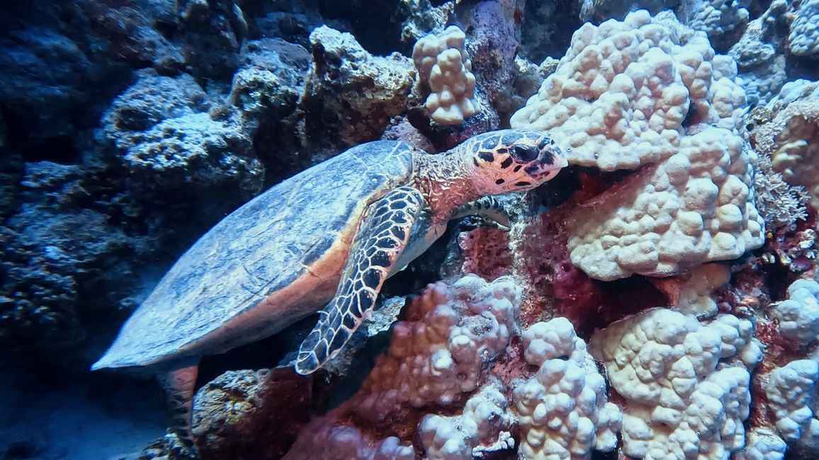 Travis im Wadi Sabarah Resort, Marsa Alam