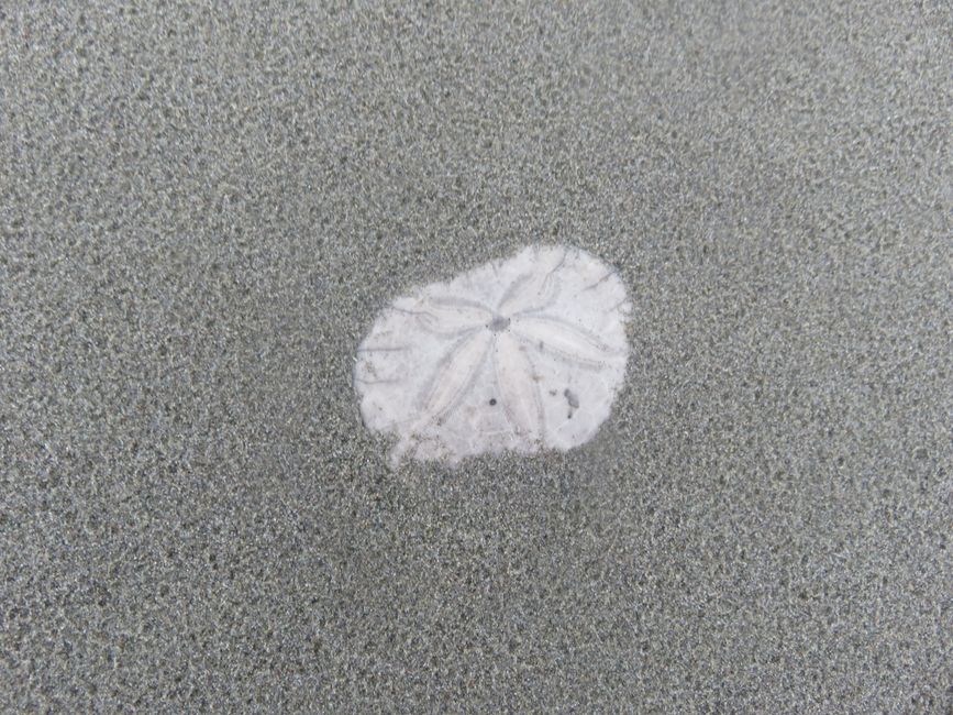 Oregon - Sanddollar (Seeigel)