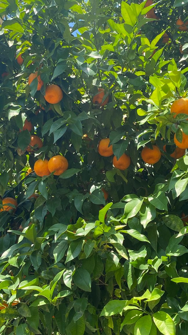 Viele Orangenbäume