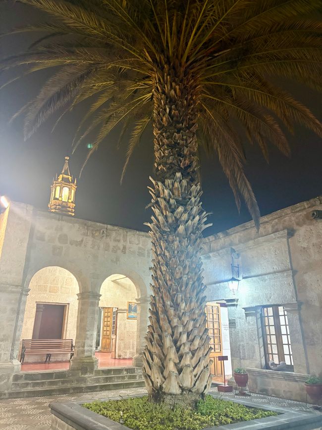 So ne Palma im Innenhof wäre auch was für uns