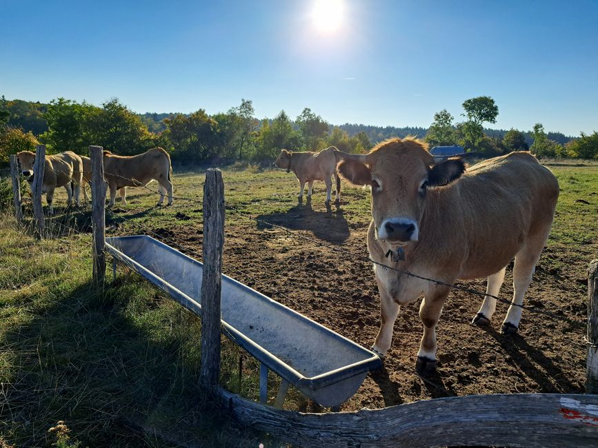 Revolution und Milchkaffee