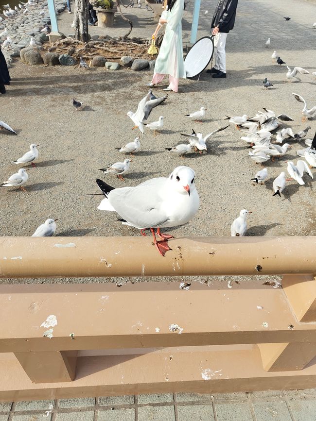 Sehr zutrauliche Möwe am Genji-Teich