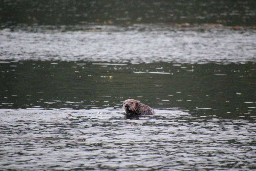 Tour de Observación de Ballenas de Seasmoke