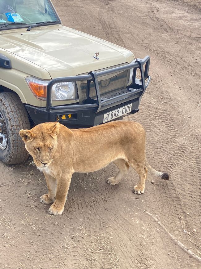 En la Serengeti - Día 1