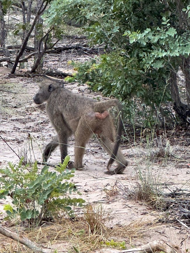 Unterwegs am Okavango 