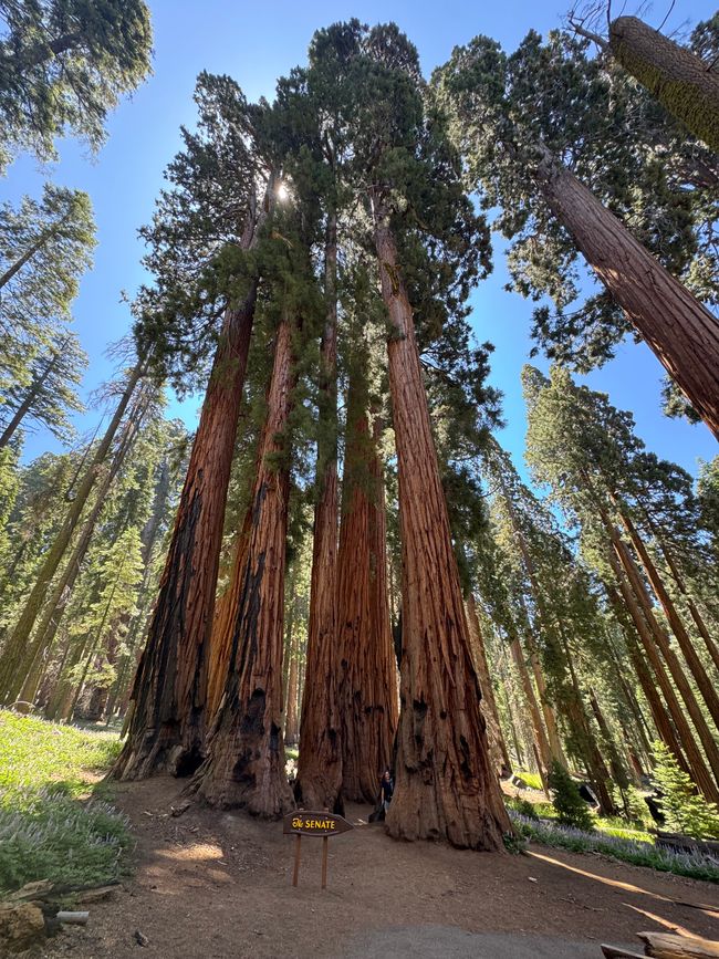 Sequoia National Park