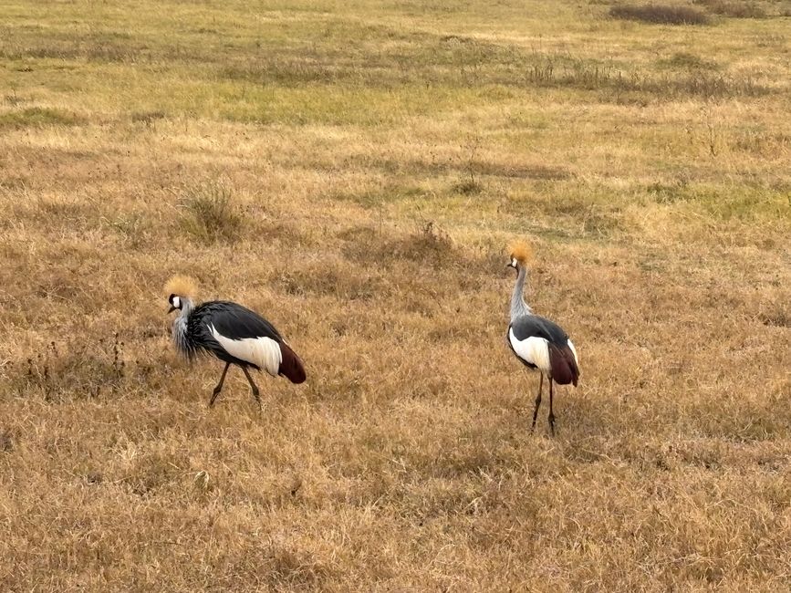 Ngorongoro-Krater