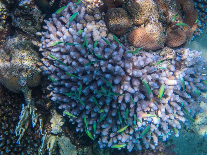 Plongée en apnée dans la Makadi Bay