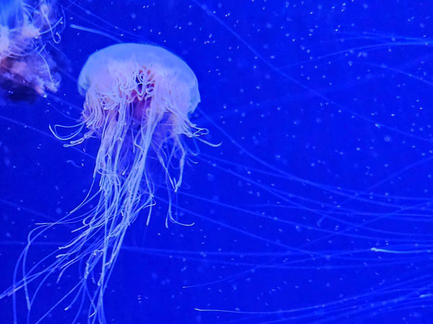 2025 - Aprile - Valencia - Oceanogràfic