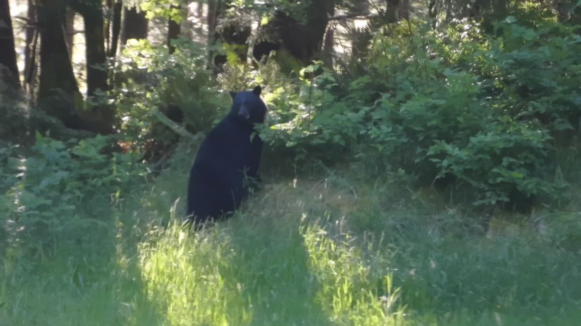 Der zweite Bär direkt an der Straße