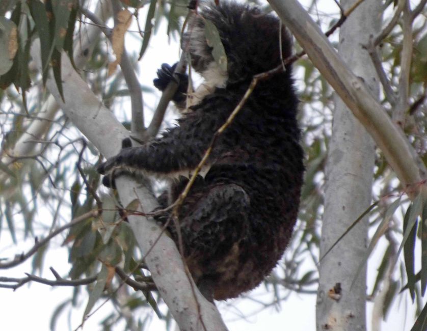 Kingscote, Kangaroo Island