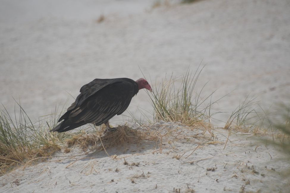 Vautour turc / Turkey vulture