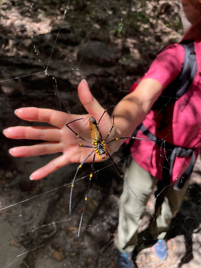 Golden Orb Spider (Bauchseite)