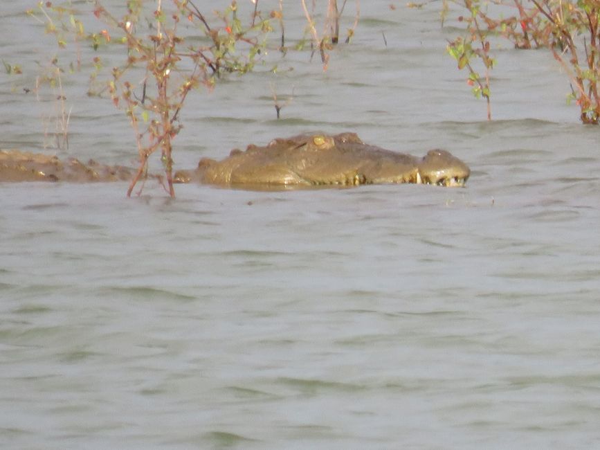 Udawalawa - Safari avec des éléphants