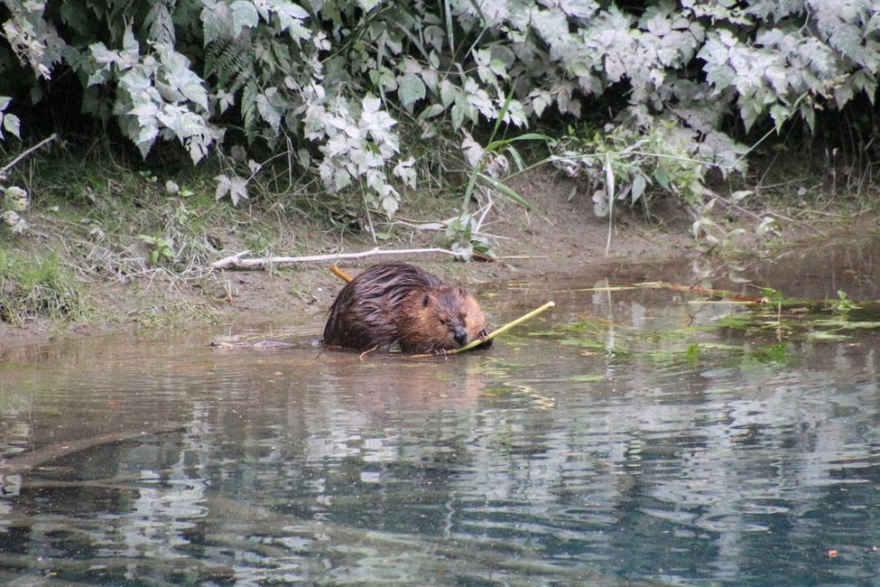 Tag 15: Stewart/Hyder - Grizzlies & (k)ein Salmon Glacier