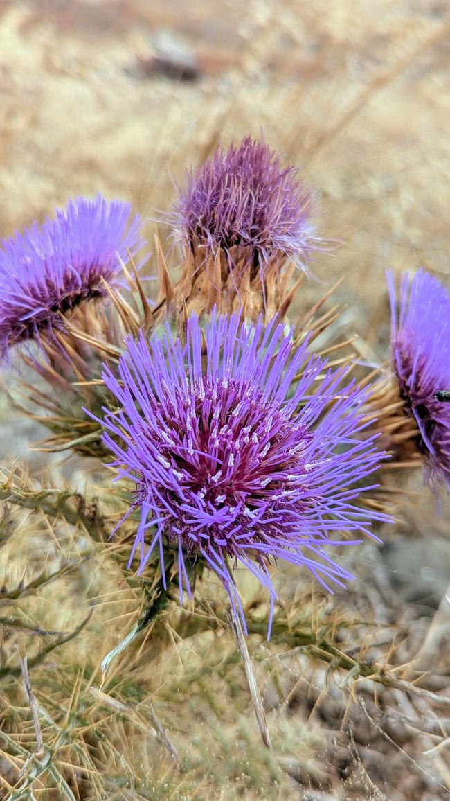 Tag 3: Porto Santo - Geheime Höhlen & bizzare Felsen am Meer