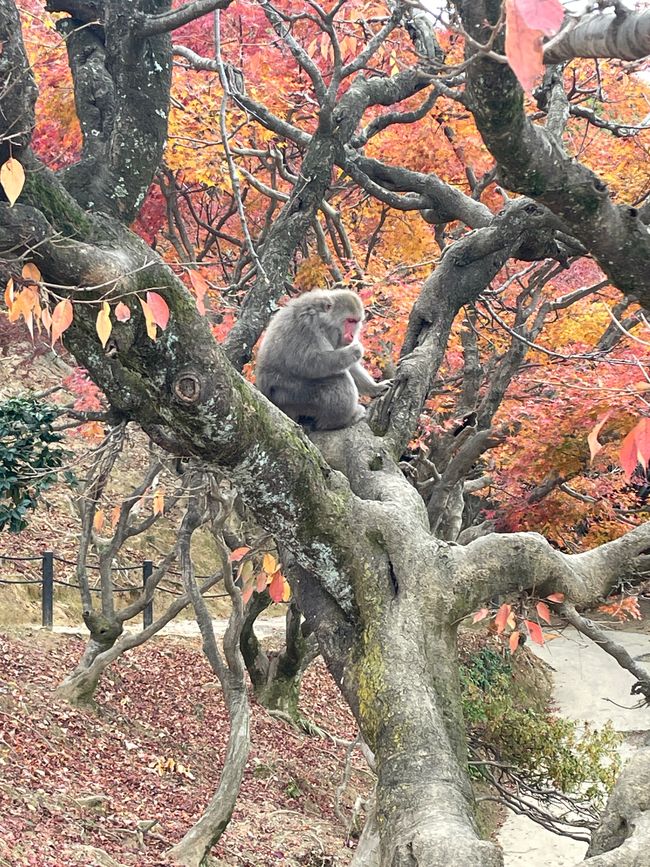 23.Kapitel: Arashiyama oder ein Tag von vorne bis hinten gelungen