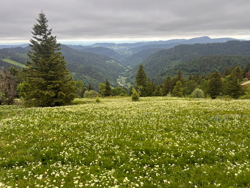 26 Feldbergsteig Escursione Pro Wolermoos