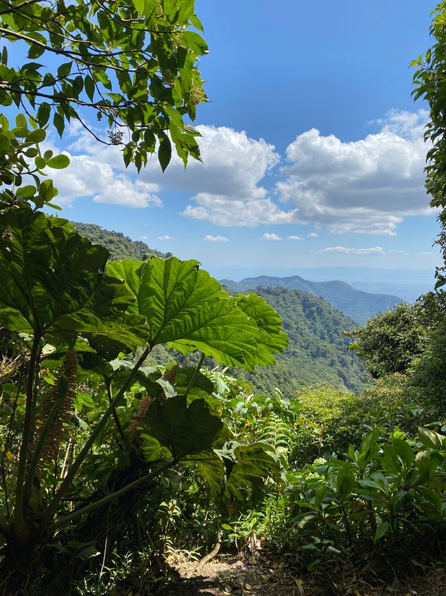 Monteverde
