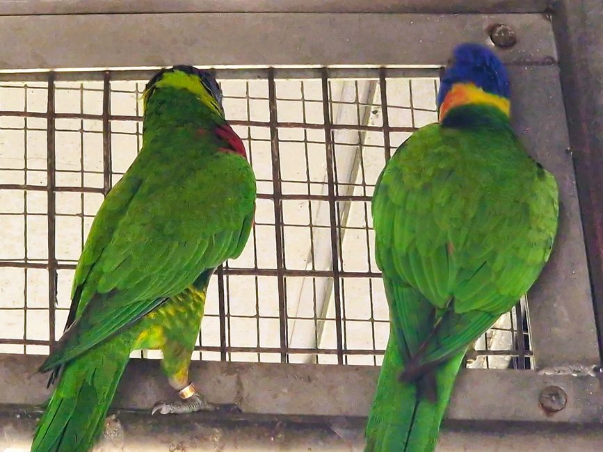 Bird Park