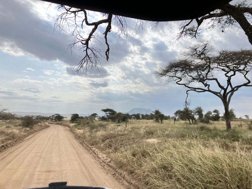 En la Serengeti - Día 2