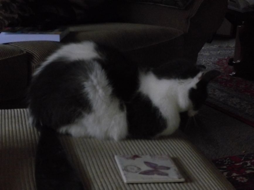 Le chat reste à l'intérieur