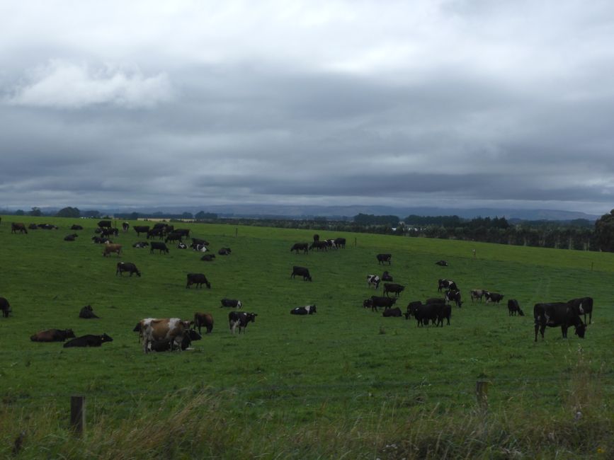 2025-02-19 a la costa oeste, NZL