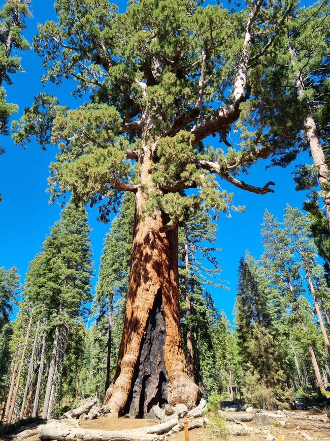 Kalifornien 2025, Tag 6, Yosemite National Park