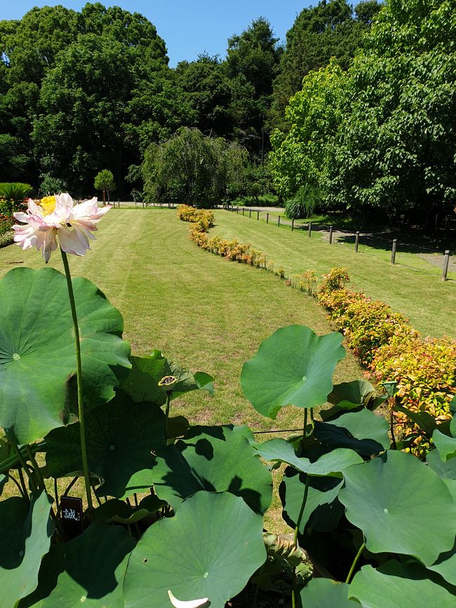 Schön angeordnete Blumen