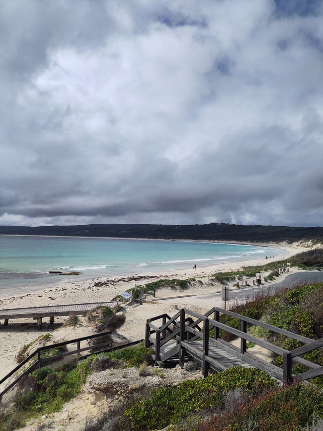 Hamlin Bay, wo sind die Stachelrochen