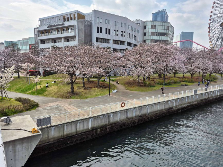 Sakura