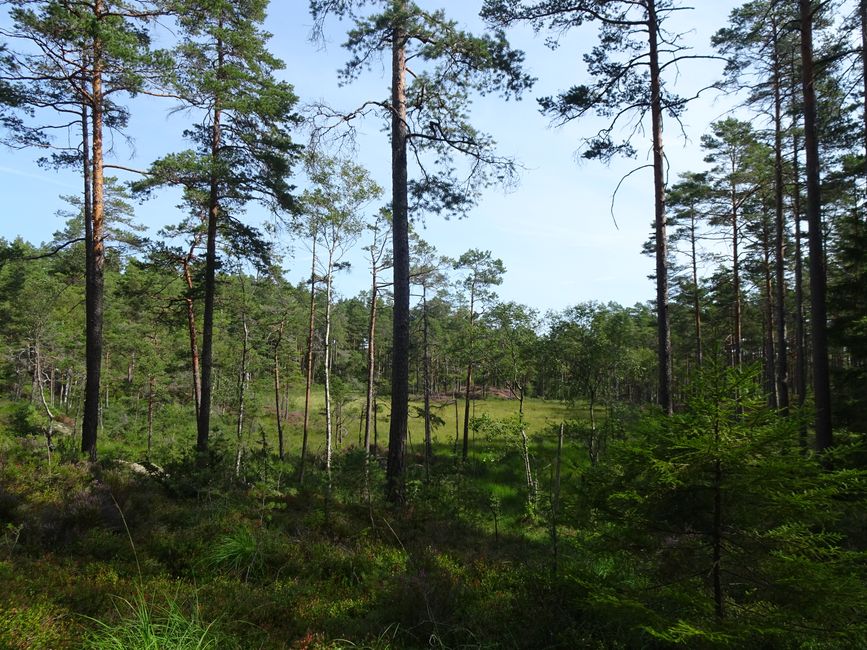 Halden – Tresticklans NP – Halden