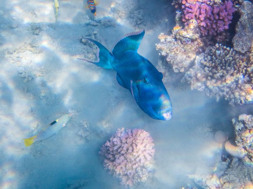 Poisson-drôle à rayures bleues