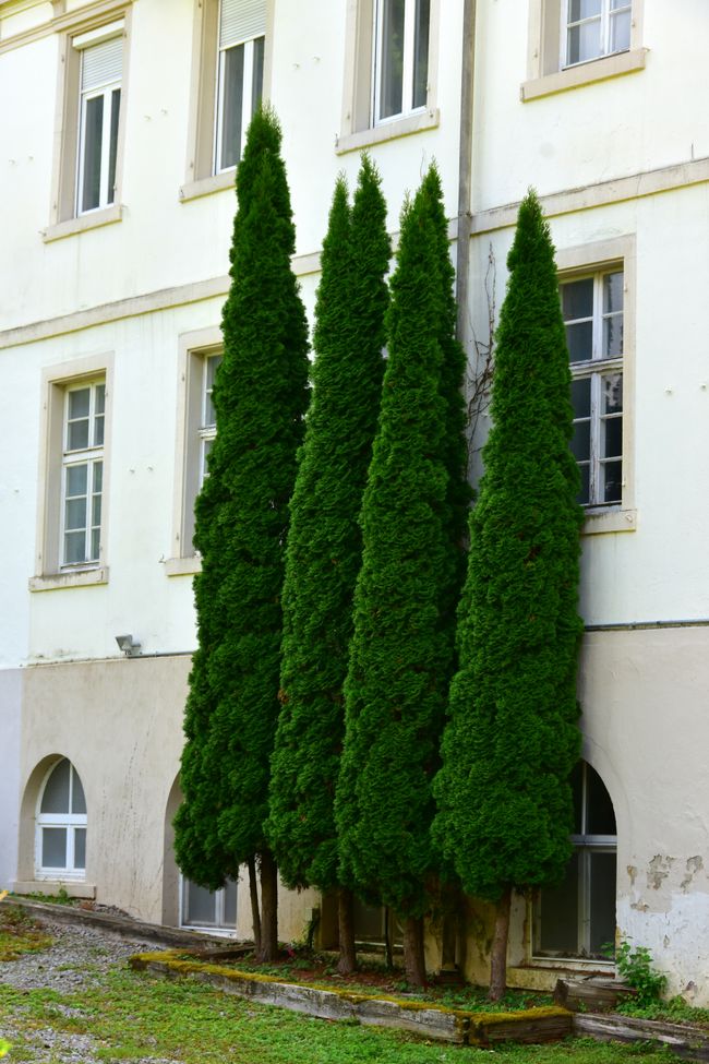 BADENWEILER - El alma mediterránea de la Selva Negra