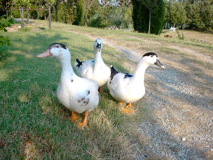 Duck quacking