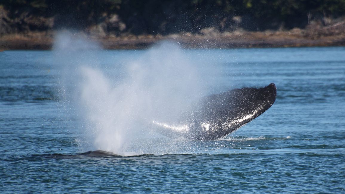 Tag 24: Trip nach Juneau: Wale, Gletscherausbruch & 16.000 Touristen