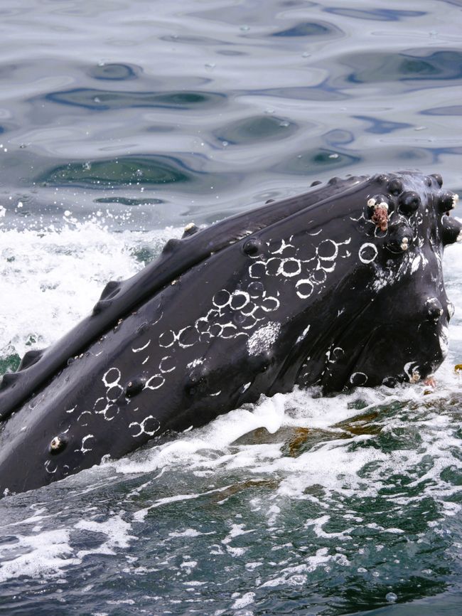 Excursión de avistamiento de ballenas